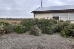 Christbaum0